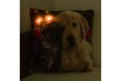 Dekoračný vankúš s LED osvetlením Mačka a pes - 38 x 38 cm