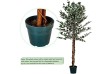Umelý strom - fikus 160 cm
